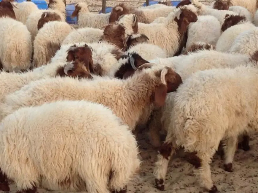 بلدية إربد الكبرى تحدد أماكن ذبح الأضاحي