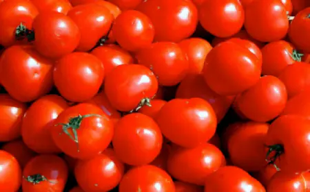 الزراعة: استئناف تصدير البندورة إلى الأسواق السعودية