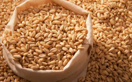 الحكومة..رفع سعر طن الشعير لمربي الثروة الحيوانية عدا الأغنام 5 دنانير