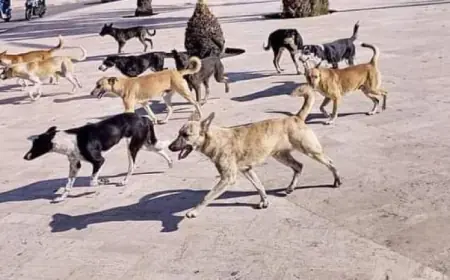 وزارة الإدارة المحلية.. إطلاق النار على الكلاب الضالة وتسميمها ممنوعان قانونيا