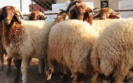 اتفاق أردني سعودي لاستئناف تصدير المنتجات الحيوانية عبر منصة إنماء