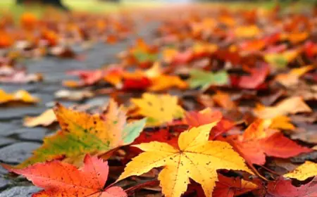 طقس الأردن.. أجواء معتدلة وغبار خفيف في البادية