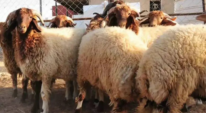 اتفاق أردني سعودي لاستئناف تصدير المنتجات الحيوانية عبر منصة إنماء