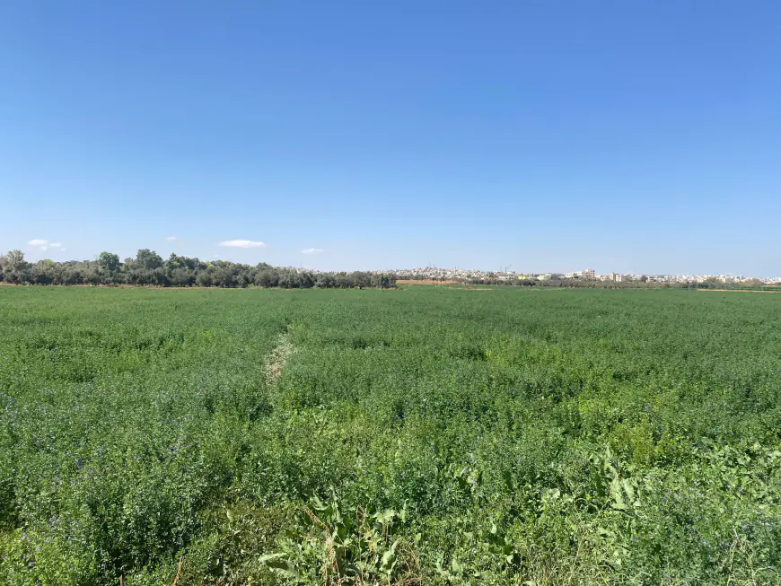 في مأدبا... مياه مستصلحة تعيد الحياة إلى الأراضي الزراعية وتدعم التكيف مع تغير المناخ