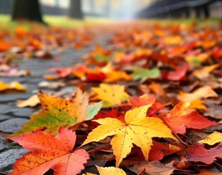 طقس الأردن.. أجواء معتدلة وغبار خفيف في البادية