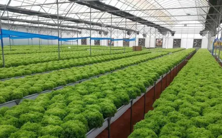 الزراعة..  محرك المستقبل وفرصة الشباب