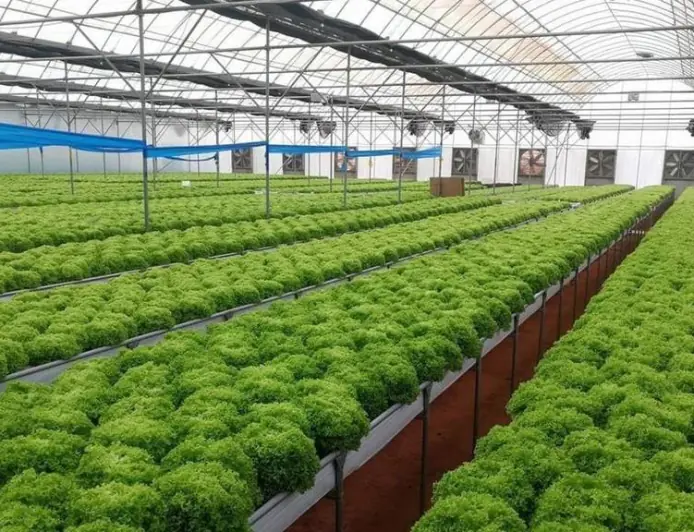 الزراعة..  محرك المستقبل وفرصة الشباب