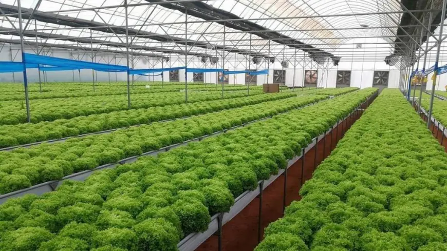 الزراعة..  محرك المستقبل وفرصة الشباب