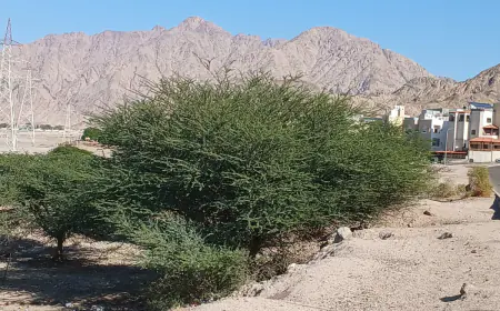 الفرجات يكتب: شجرة السمُر في أودية العقبة ووادي عربة الجنوبي.. هوية بيئية مهددة وذاكرة مكان