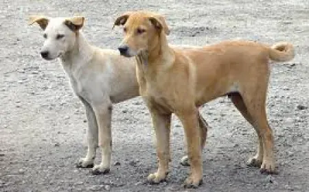 الفرجات يكتب: الكلاب الضالة.. لماذا أصبح القتل الرحيم خيارًا مسؤولًا لا بدّ منه؟