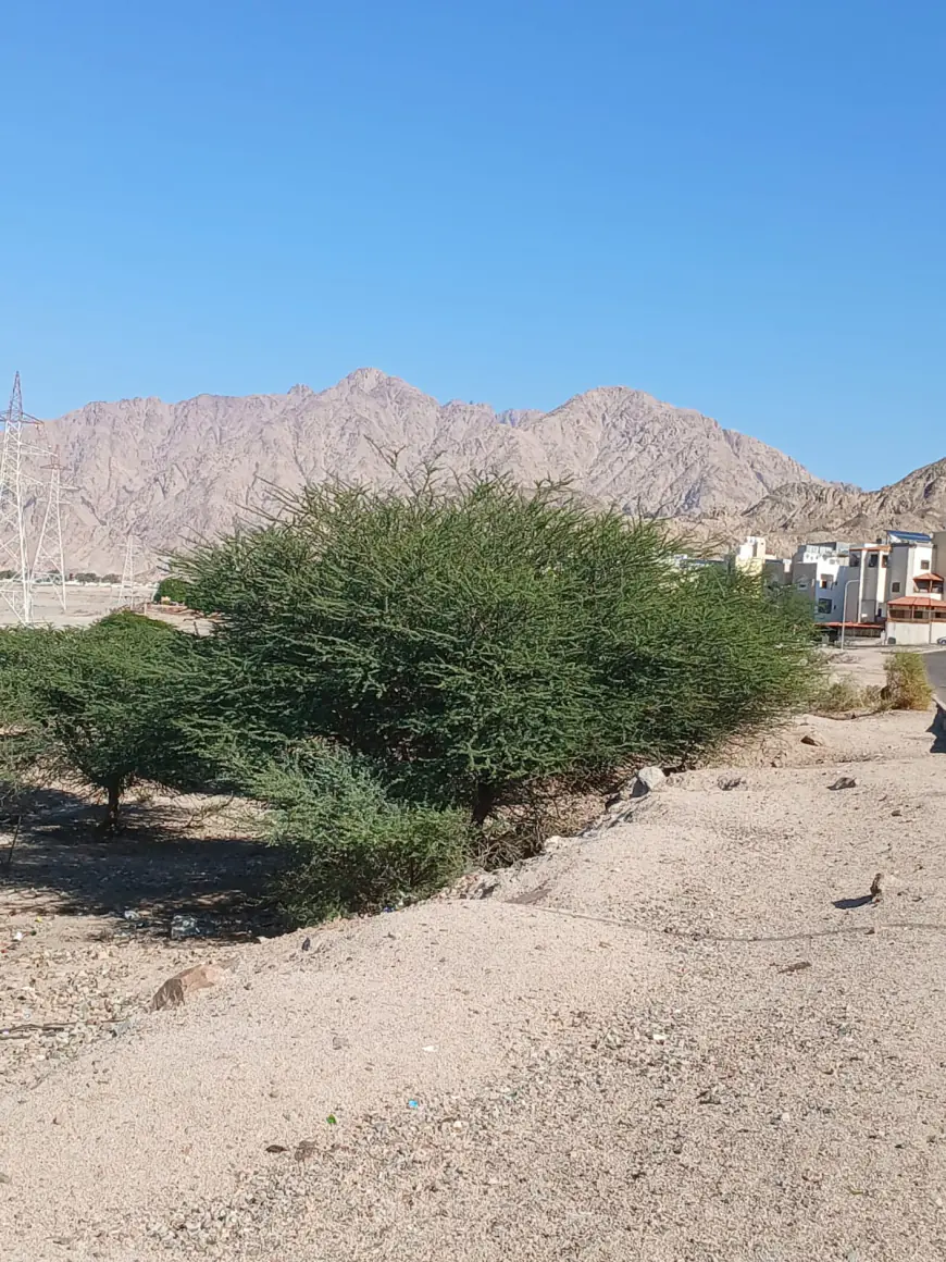 الفرجات يكتب: شجرة السمُر في أودية العقبة ووادي عربة الجنوبي.. هوية بيئية مهددة وذاكرة مكان