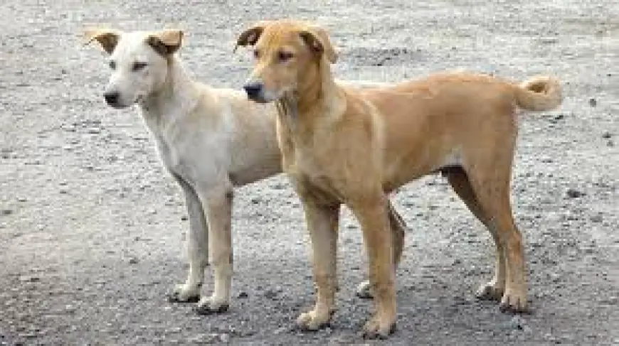 الفرجات يكتب: الكلاب الضالة.. لماذا أصبح القتل الرحيم خيارًا مسؤولًا لا بدّ منه؟