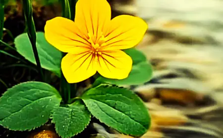 حالة الطقس المتوقعة في المملكة