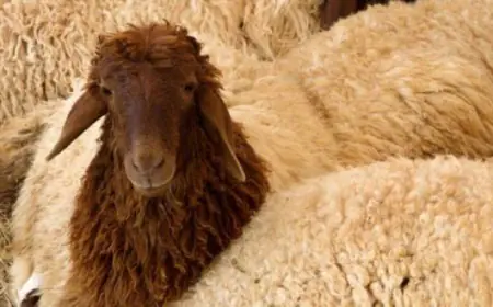 الزراعة توقف تصدير الخراف الحية إلى دول الجوار