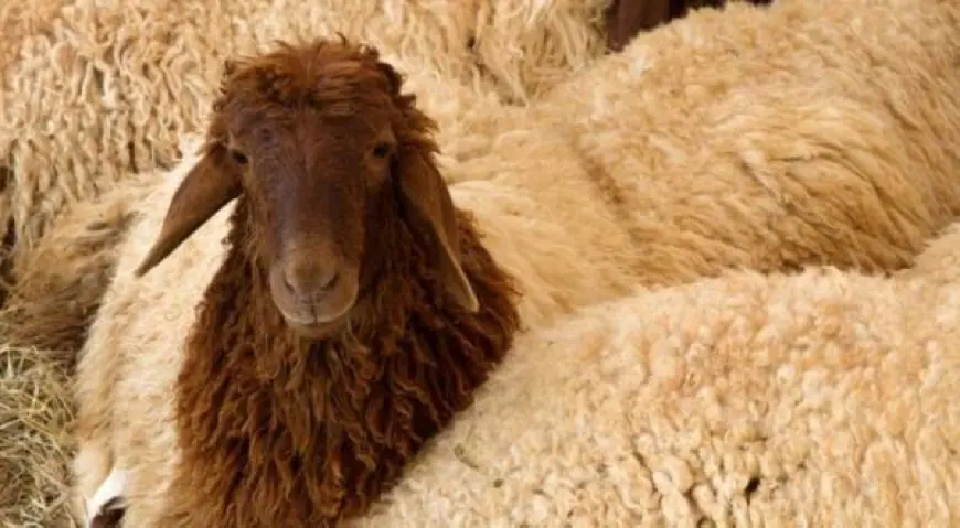 الزراعة توقف تصدير الخراف الحية إلى دول الجوار