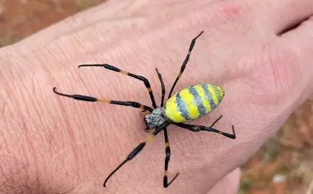 (العنكبوت الأصفر)  يغزو أمريكا