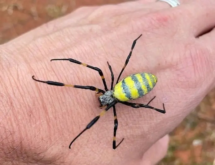 (العنكبوت الأصفر)  يغزو أمريكا