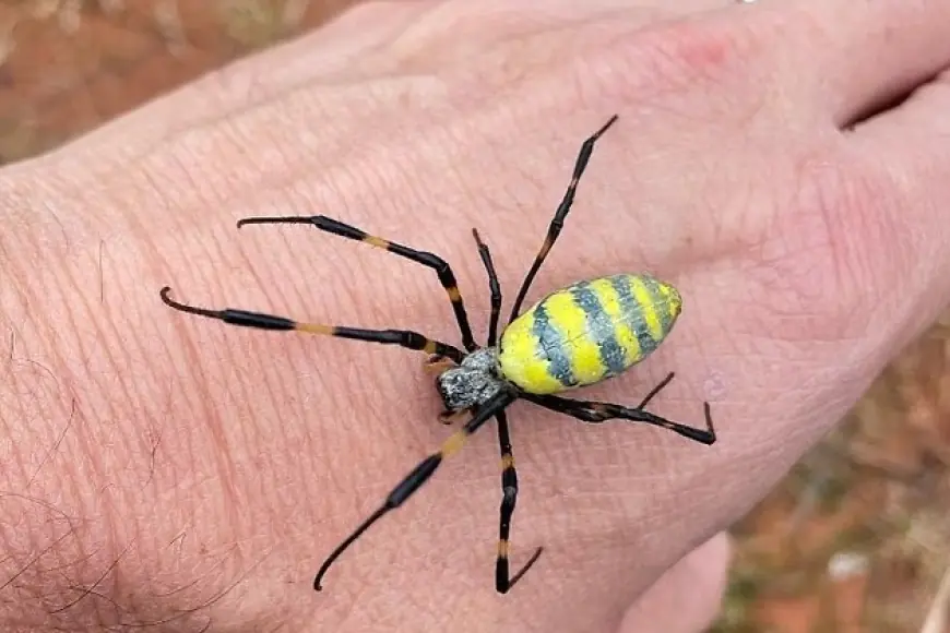 (العنكبوت الأصفر)  يغزو أمريكا