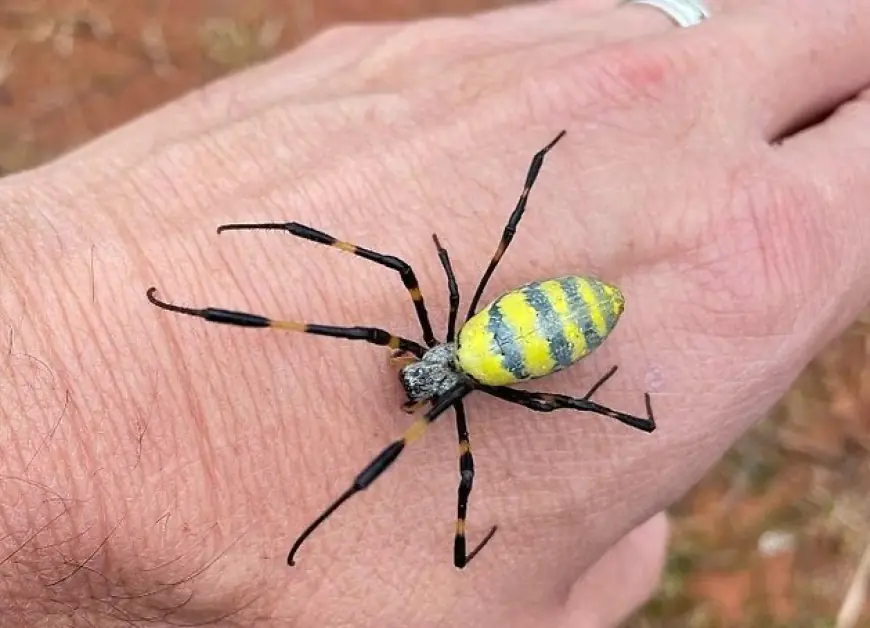 (العنكبوت الأصفر)  يغزو أمريكا