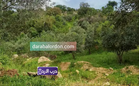 طقس الأردن لـ 4 أيام.. أجواء دافئة الأحد وانخفاض ملموس الاثنين مع فرص أمطار