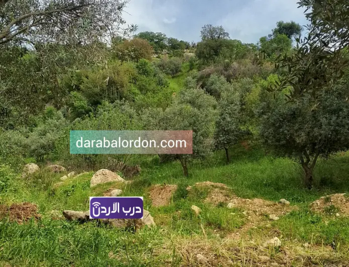 طقس الأردن لـ 4 أيام.. أجواء دافئة الأحد وانخفاض ملموس الاثنين مع فرص أمطار