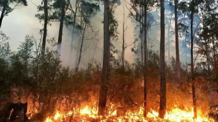 الأمن العام: 3844 حريق أعشاب وغابات خلال 40 يوما وتضرر أكثر من 10 آلاف دونم